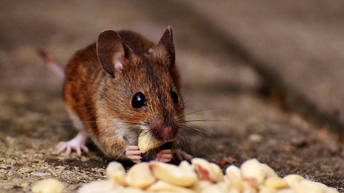 Mouse and rat trap, non-lethal and non-poisonous. Traditional trap.