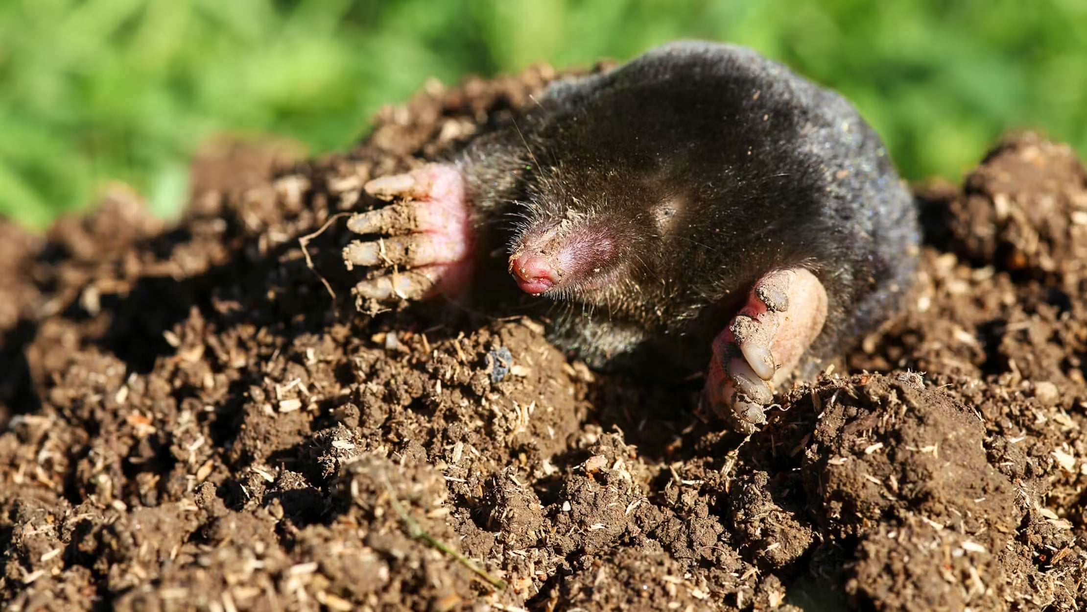 Mole